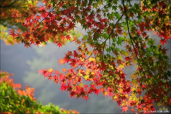 Цвет осени 1349427688_autumn-colours-017 (700x467, 344Kb)