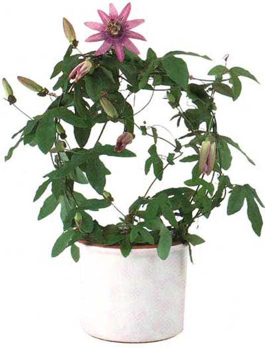 3899041_Passiflora_caerulea (532x700, 208Kb)