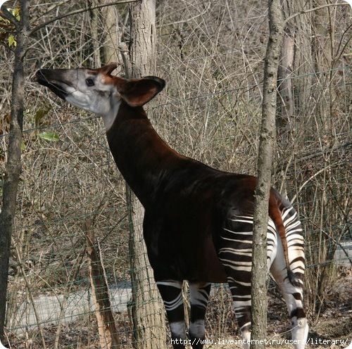 okapi180 (500x496, 216Kb)