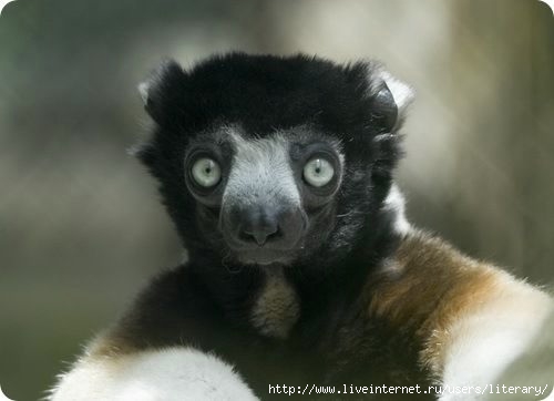 sifaka10 (500x362, 61Kb)