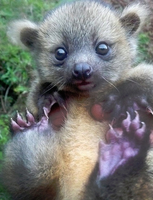 1383067443_funny_animals_20131029_03340_009 (500x651, 261Kb)