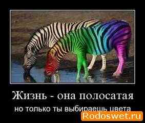 106770729_zebra.jpg