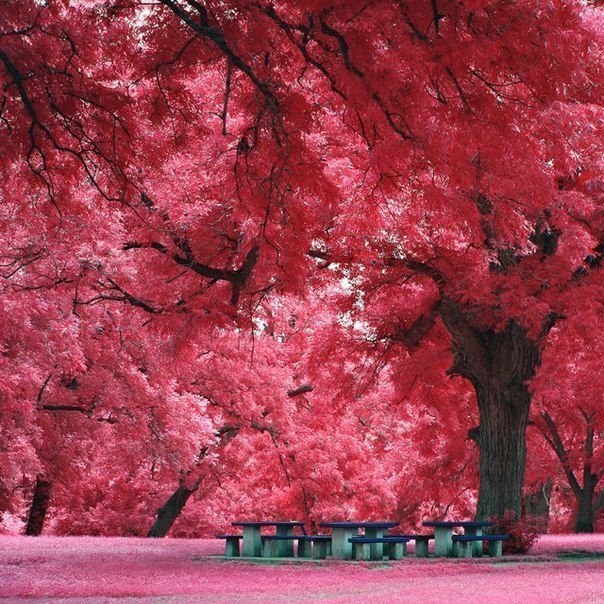 13-Japanese-maple-Austin-USA.-Японский-клён-Остин-США. (604x604, 148Kb)