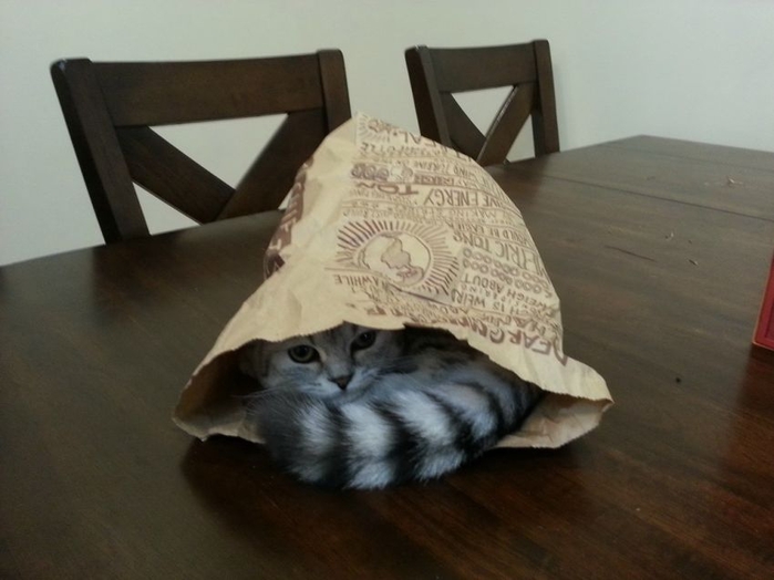 1383675309_funny_animals_20131105_03357_004 (700x524, 174Kb)