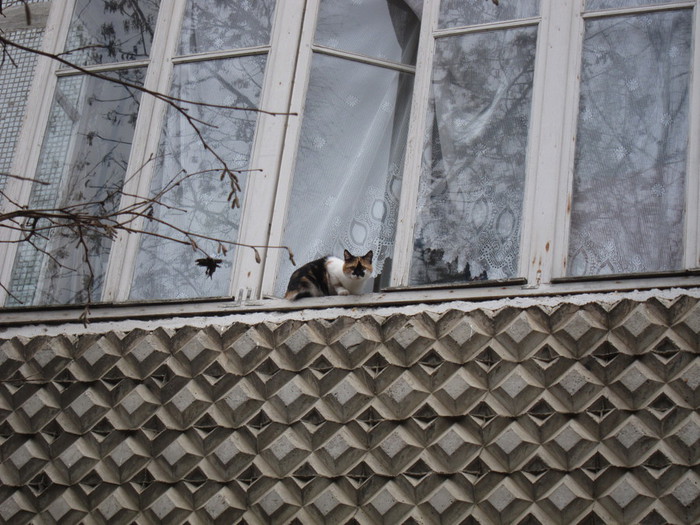Смоленский кот. Ноябрь 2013