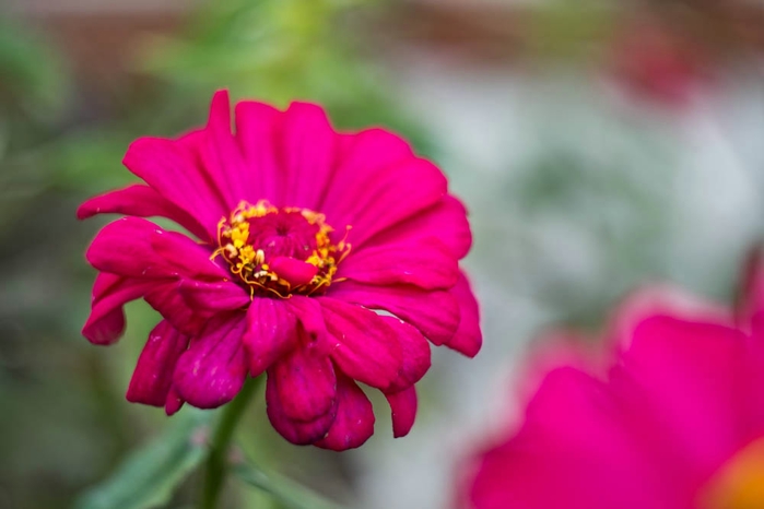DSC_1265 (700x466, 146Kb)