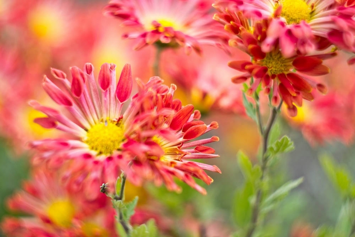 DSC_1274 (700x466, 210Kb)