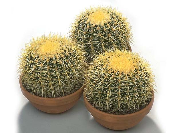 Echinocactus 1 (619x464, 66Kb)