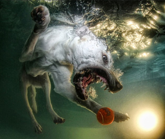 Собаки под водой