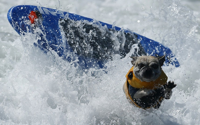Турнир по сёрфингу среди собак
