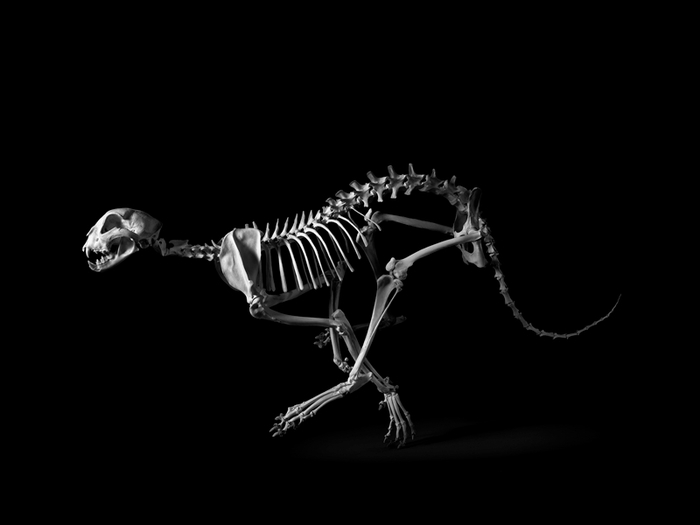 Монохроматическое исследование скелетов позвоночных от  Патрика Грис