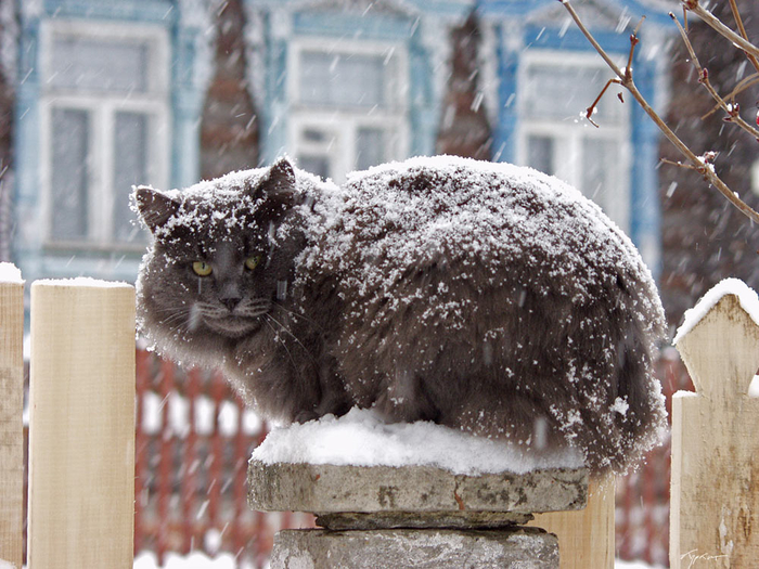 http://img1.liveinternet.ru/images/attach/c/9/107/563/107563317_snowcat.jpg