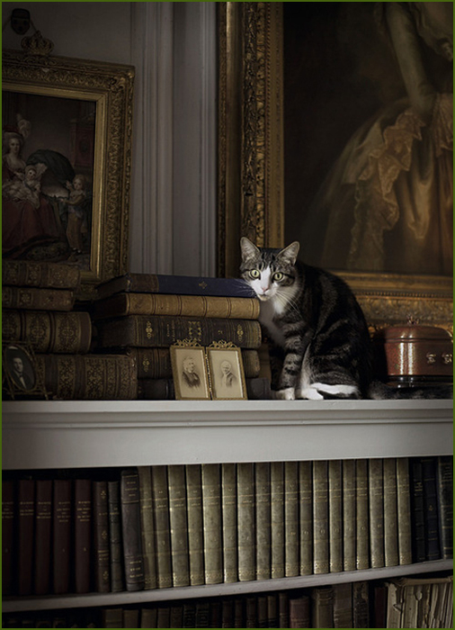 4975968_books_and_cats (506x700, 263Kb)