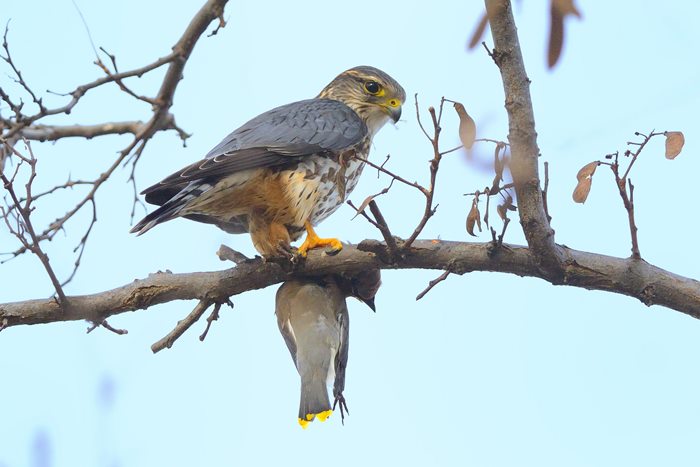 2447247_Merlin_with_Cedar_Waxwing (700x467, 47Kb)