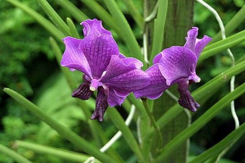 Орхидеи в природе 107809665_big