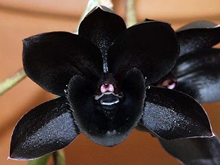 Орхидеи в природе 107809669_big4