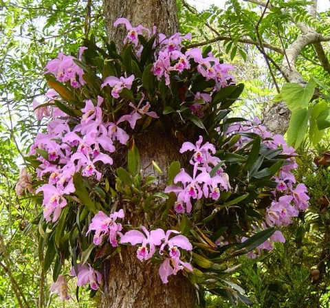 Орхидеи в природе 107809675_Nekotoruye_viduy