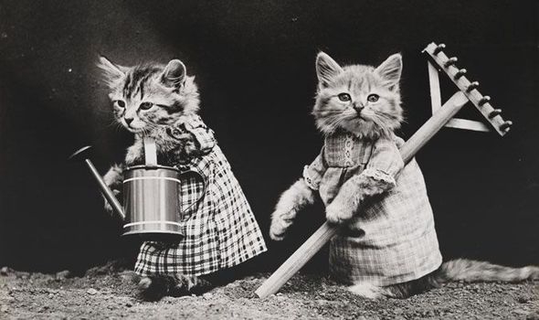 LOLcats от викторианского фотографа Harry Whittier Frees