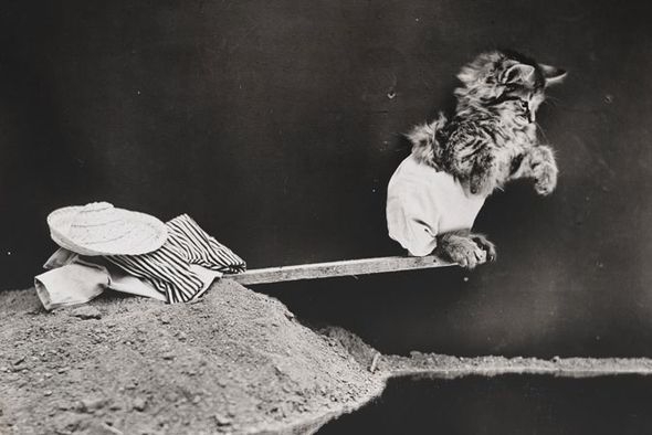 LOLcats от викторианского фотографа Harry Whittier Frees