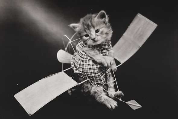 LOLcats от викторианского фотографа Harry Whittier Frees