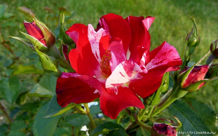   ( Hanabi), Weeks Roses