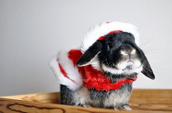 Funny-Christmas-animals30 (600x396, 63Kb)