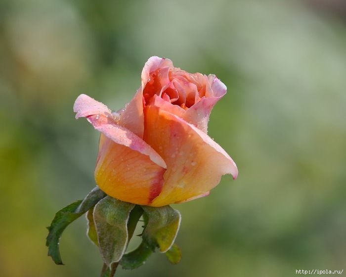 1339330633_rose_12 (700x560, 109Kb)