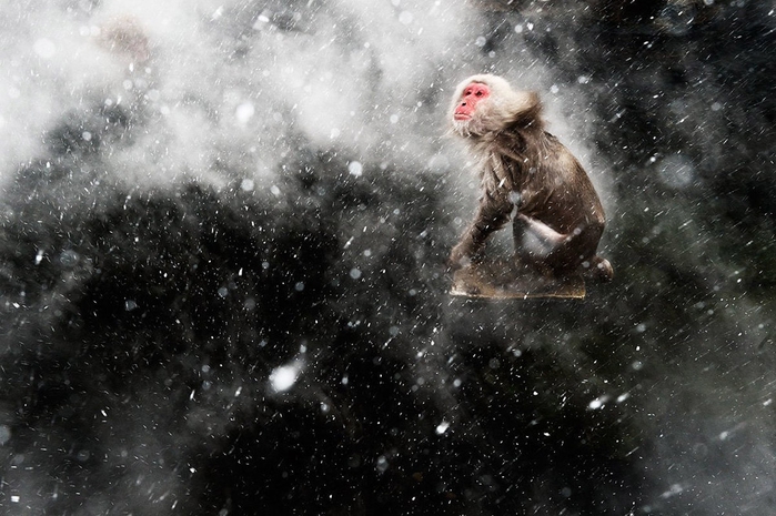 20 лучших фотографий диких животных за 2013 год - фото 2