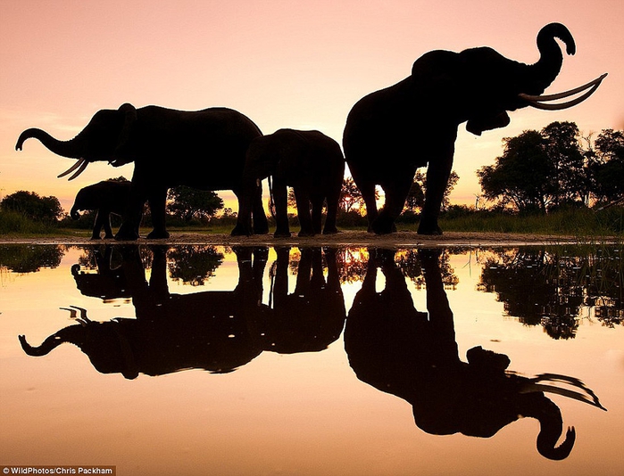 20 лучших фотографий диких животных за 2013 год - фото 14