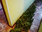  P1080509 (700x525, 321Kb)