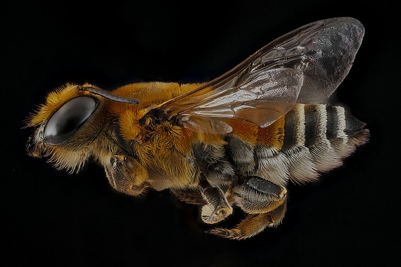 пчела фото (570x380, 120Kb)