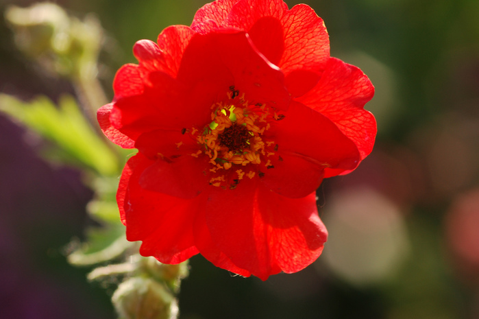 Цветы красного цвета Geum_chiloense_hybrida_Mrs_Bradshaw_full (700x465, 121Kb)