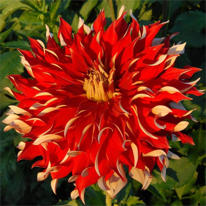 Цветы красного цвета NICKSRCATALOGcropped (699x700, 83Kb)