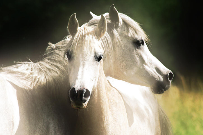 young-arabian-stallions-el-luwanaya-arabians (700x466, 262Kb)