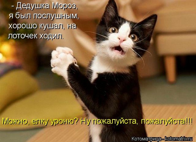 Новогодняя котоматрица kotomatritsa_XG (640x466, 131Kb)