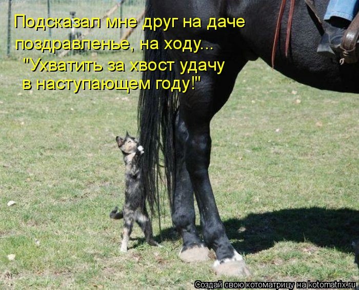 Новогодняя котоматрица kotomatritsa_Ys (700x567, 237Kb)