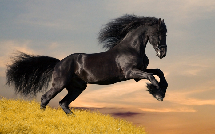 2714816_Animals_Horses_Black_mustang_horse_035317_ (700x437, 199Kb)