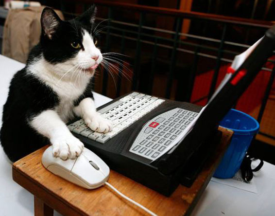 Коты, компьютеры и дети Коты, компьютеры и дети