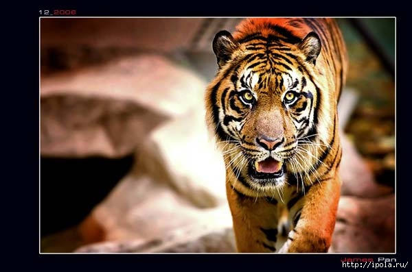 animals_031 (600x397, 113Kb)