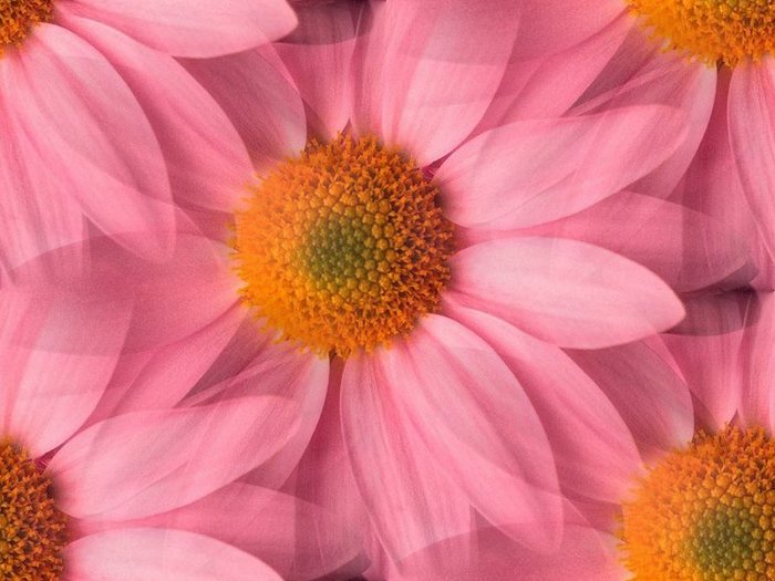 100382685_pinkflower (700x525, 66Kb)