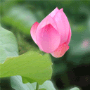 3841237_lotusBlossoming (128x128, 40Kb)