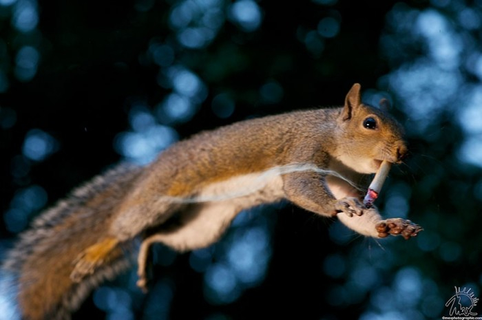 CuriousSquirrels07 (700x465, 205Kb)