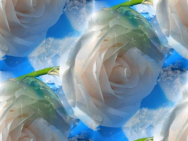 Nature_Flowers_Rose_and_Ice__Flowers_008327_29 (640x480, 44Kb)