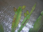 DSCN3954 (700x525, 529Kb)
