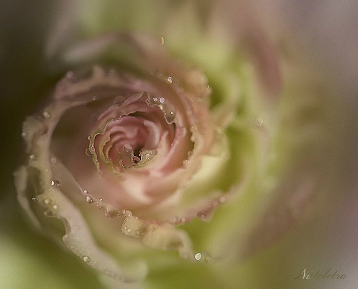 1827016_f1bb08dbe4ab (700x564, 40Kb)