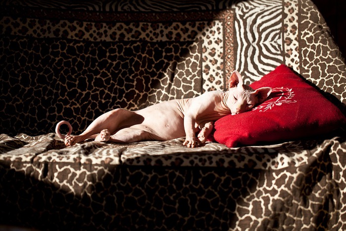Голые киски: фотографии бесшерстной породы канадский сфинкс