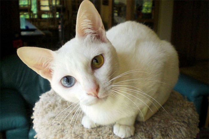 Каракал, чаузи, саванна: 5 самых дорогих пород кошек