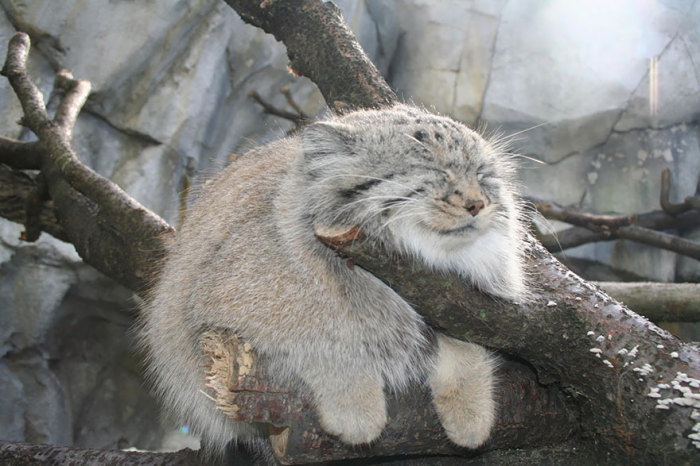 3. Манул (Otocolobus Manul) (700x466, 233Kb)