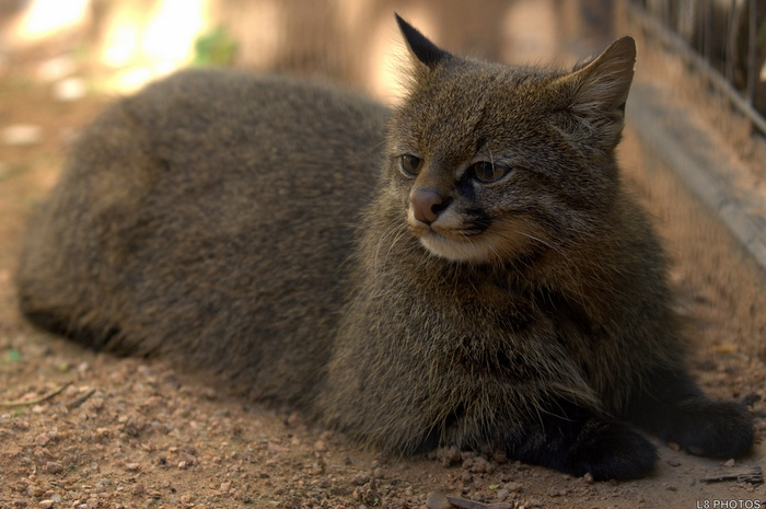 7. Пампасская кошка (Leopardus Pajeros) (700x465, 302Kb)