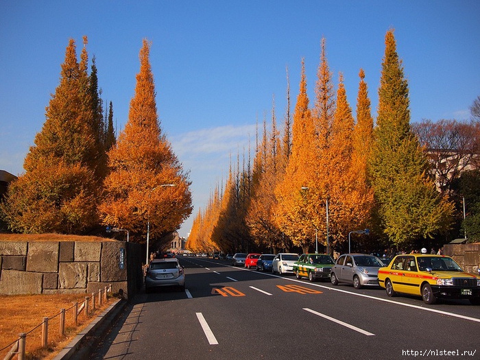 3925073_ginkgoavenuetokyo1 (700x525, 358Kb)